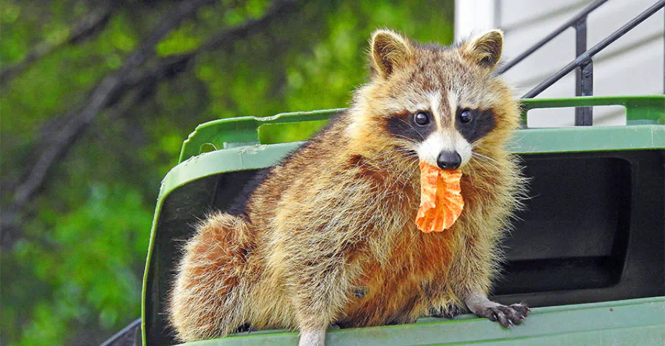 raccoon roaming in house trash
